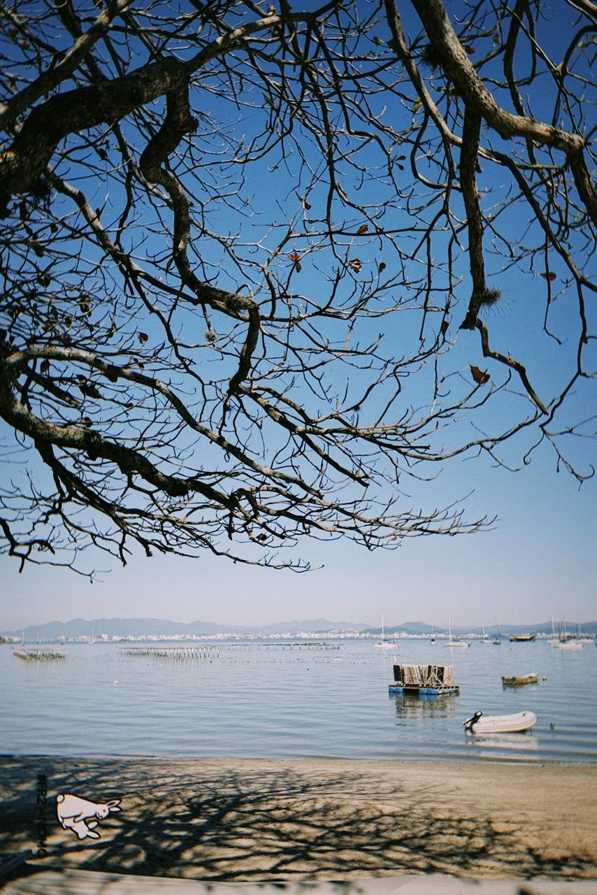 Vista da baía de Santo Antônio de Lisboa com galhos e mar ao fundo